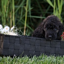 Poodle Puppies from Nay Design Poodles