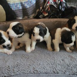 Saint Bernard Puppies from Middle Georgia Saints