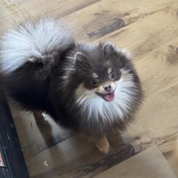 Violet - Pomeranian