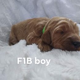 Goldendoodle and Poodle Puppies from Hatten Homestead Doodles