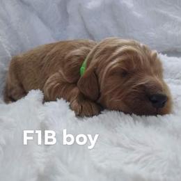Goldendoodle and Poodle Puppies from Hatten Homestead Doodles