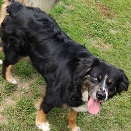 Dory - Australian Shepherd puppy from Cross Road Country Aussie's