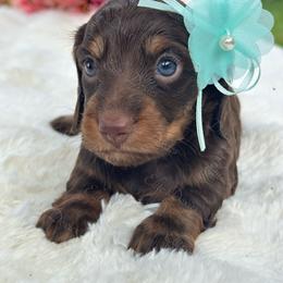 Kaia - Chocolate and tan female Dachshund puppy in Lakeland, Florida from Elite Doxies Florida