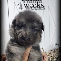 Tiama - Blue female German Shepherd puppy in Sequim, Washington from German Shepherd Haus