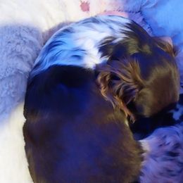 Dachshunds from Das Low Doxies