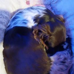Dachshunds from Das Low Doxies