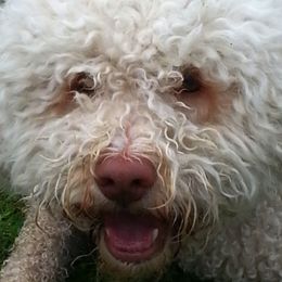 Lagotto Romagnolo All Grown Up from Flying Curls Lagotto Romagnolo