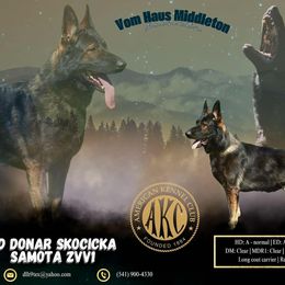 Donar - German Shepherd