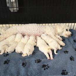 Girl pup 4 - White female Bichon Frise puppy in Wilmington, North Carolina from Cape Fear Bichons