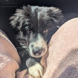 AKC Eleven River Rising - Black tri-color female Australian Shepherd puppy in Pekin, Illinois from Rockin' Aussies