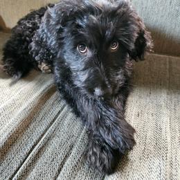 Monica - Black and white female Assorted Doodle Crosses puppy in Rainier, Oregon from Seven Petals Farm