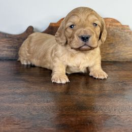 Pumpkin - Red female Dachshund puppy in Squires, Missouri from Hudson’s Hounds