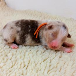 Neon - Orange Collar - Red merle female Australian Shepherd puppy in San Marcos, California from Faith Family Freedom Farm