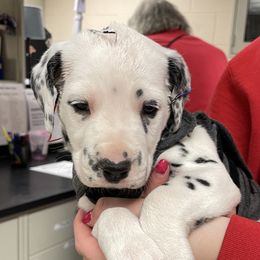 Green Collar Male - Dalmatian puppy in Pikeville, Kentucky from Blue Moon Dalmatians