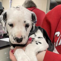 Green Collar Male - Dalmatian puppy in Pikeville, Kentucky from Blue Moon Dalmatians