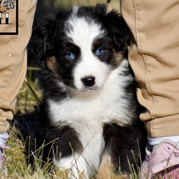 Leo - Black tri male Miniature Australian Shepherd puppy in Akeley, Minnesota from Rustic Original Aussies