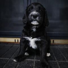 Buck - Black male Double Doodle puppy in Whitsett, North Carolina from Rock Creek Doodles