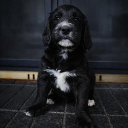 Buck - Black male Double Doodle puppy in Whitsett, North Carolina from Rock Creek Doodles