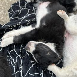 Border Collie Puppies from Roaring River Border Collies