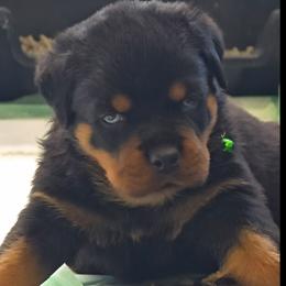 Green boy - Black and mahogany male Rottweiler puppy in Lake City, Florida from Haus Der Wut Kennels