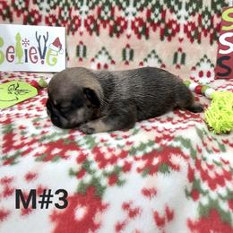 Brownie 3 - Fawn male French Bulldog puppy in Homestead, Florida from BackyardfinestBullys