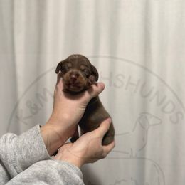 Girl 2 - Chocolate and tan female Dachshund puppy in Rockton, Illinois from K&M Dachshunds