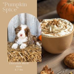 Pumpkin spice (Orange Collar) - Chocolate merle male Bernedoodle puppy in Hudson, Indiana from TurkeyCreek-K9
