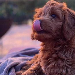 Bernedoodles and Goldendoodles from Ekelund Doodles