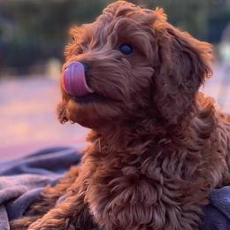 Bernedoodles and Goldendoodles from Ekelund Doodles