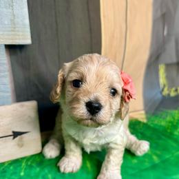 Lemon - female Cavapoochon puppy in Waldron, Arkansas from Kay’s Cutie Poos
