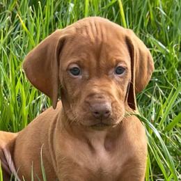 Female 1 - Golden rust female Vizsla puppy in Covington, Louisiana from Six Hitch Farm
