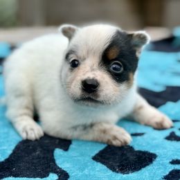 Liberty - Blue mottled female Australian Cattle Dog puppy in Rosharon, Texas from 4Surge Cattle Dogs