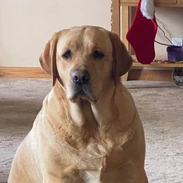 Labrador Retriever All Grown Up from Hill’s Labrador Retrievers