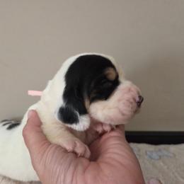 Vera - Black white and brown female Basset Hound puppy in Denison, Texas from Emma Lou's Baby Bassets