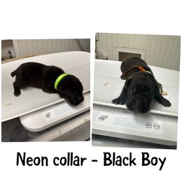 Neon Collar - Black male Cane Corso puppy in Laplace, Louisiana from BFM Cane Corso’s