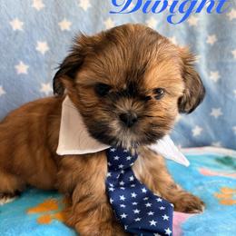 Dwight - Red male Shih Tzu puppy in Hemet, California from Aloha Shih Tzu