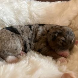 Girl 3 - female Aussiedoodle puppy in Orange Cove, California from Sand Creek Ranch Aussiedoodles