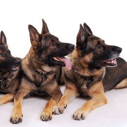 German Shepherds from TreuHardt German Shepherds