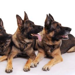 German Shepherds from TreuHardt German Shepherds