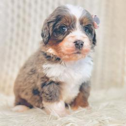 Sugar - Blue merle female Bernedoodle puppy in Travelers Rest, South Carolina from Bernedoodle.do