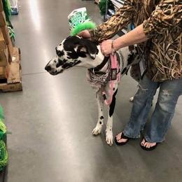 Great Danes from Lightfoot Danes