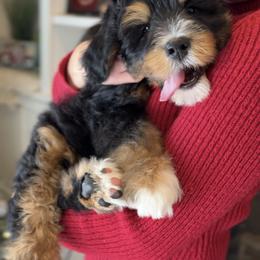 Bernedoodle, Cavapoo, and Goldendoodle Puppies from Blackberry Farm Puppies