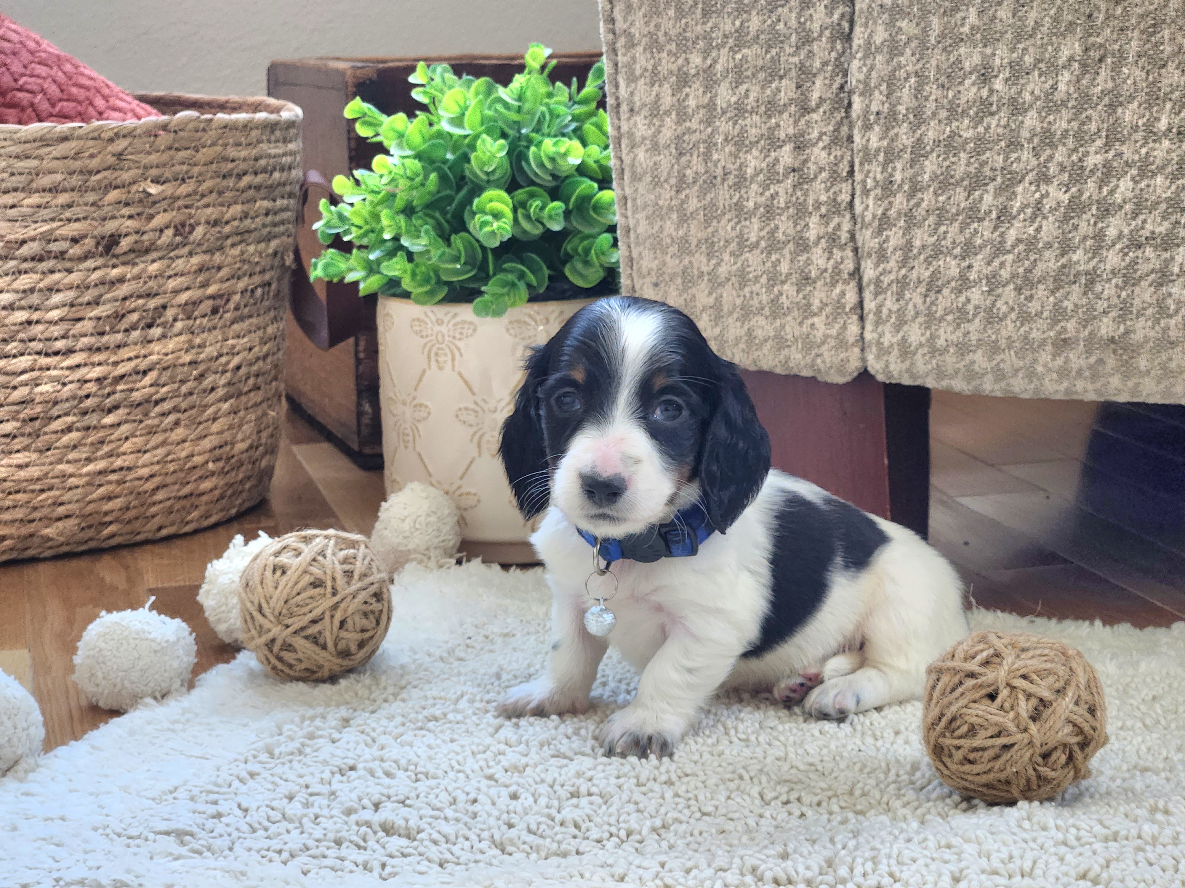AKC Meet Chandler :) - Piebald male Dachshund puppy in Centerville, Iowa from Barnyard Dachshunds, Dals & Doodles