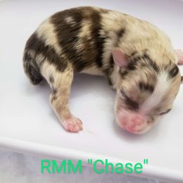 Chase - Red merle Miniature Australian Shepherd puppy in Galesburg, Illinois from Blessed Knights Mini Aussies