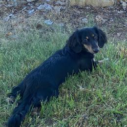 Lolly - Dachshund