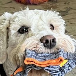 Spirit - Miniature Schnauzer