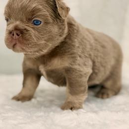 Orange collar Isabella - Liver male French Bulldog puppy in Jefferson City, Missouri from Central Frenchie Haven