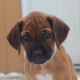 Rhodesian Ridgebacks from Skydance Rhodesian Ridgebacks
