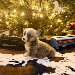 Hank - Fawn male Pembroke Welsh Corgi puppy in Johnson City, Texas from McCall Creek Corgis