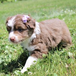 Miniature Australian Shepherds from Smokin Gun Aussies